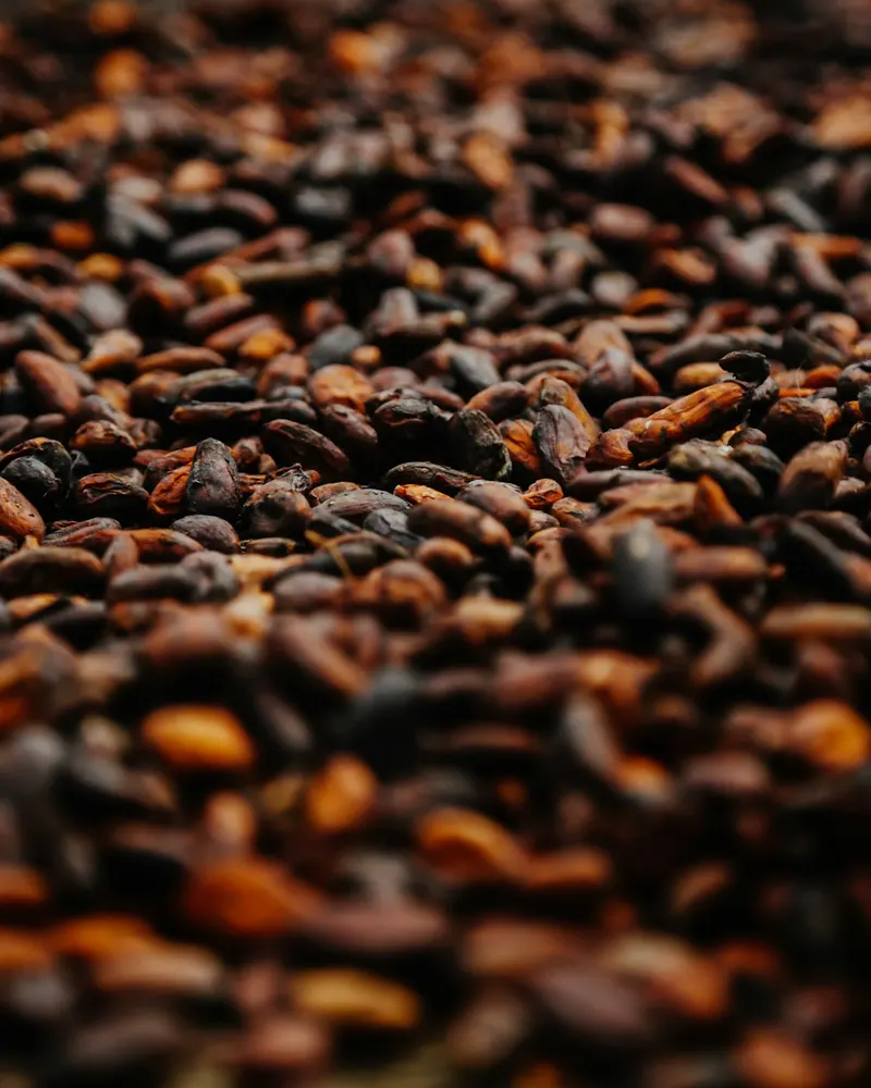 Close-up of dried cocoa beans