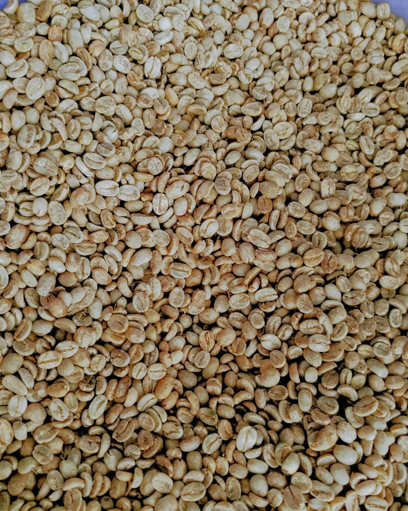 Close-up of raw green coffee beans